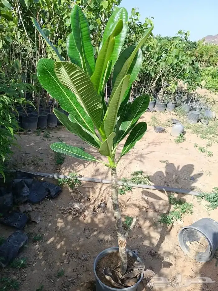 مزرعة الياسمين 6