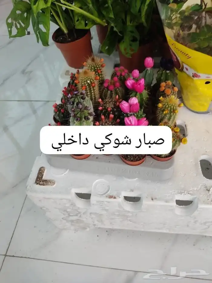 منسق حديق وتركيب جميع شبكات الري العادي والاتمتك 7