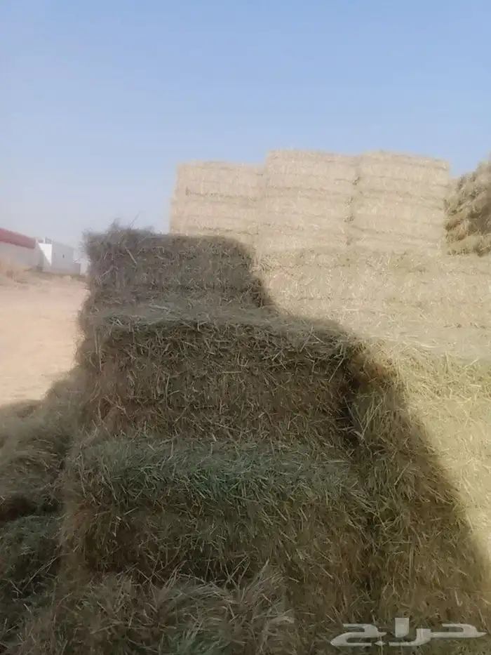 سلام عليكم ورحمة الله وبركاته 1