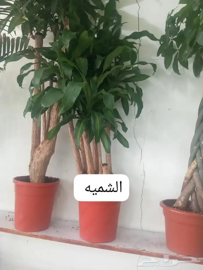 منسق حديق وتركيب جميع شبكات الري العادي والاتمتك 9