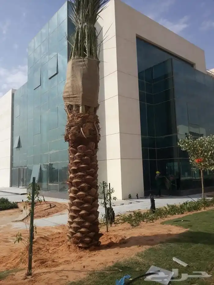 توريد نخيل عربي 3
