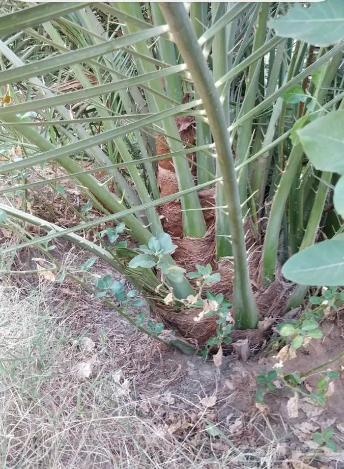 نخيل صقعي 1