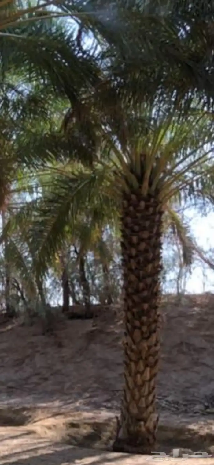 نقوم بتوريد جميع أنواع النخيل الواشنطني والعربي أفضل أنواع ن 6