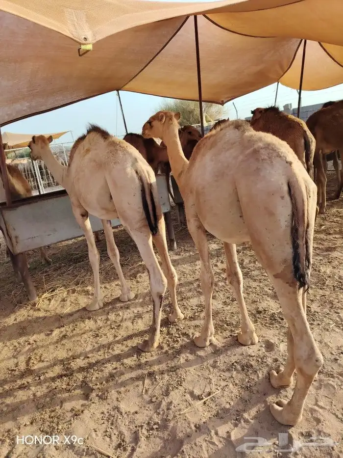 قعدان حاشي صومالي مضمون 100 0