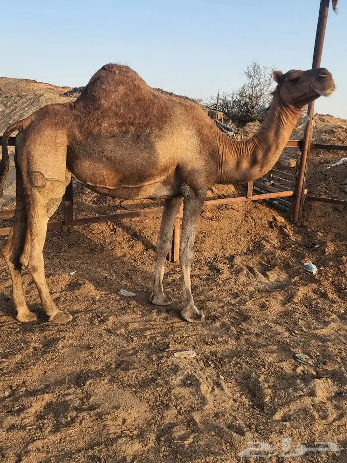 نياق حمر مشروطه للبيع 2