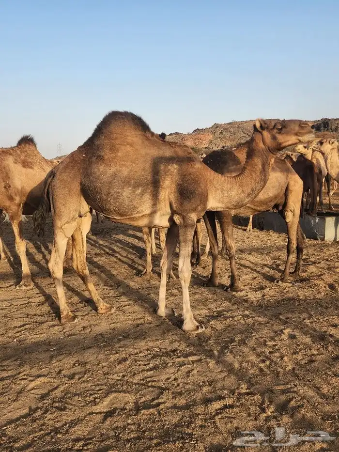 نياق حمر مشروطه للبيع 25