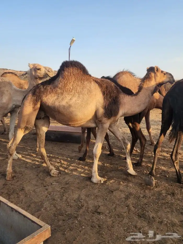 نياق حمر مشروطه للبيع 22