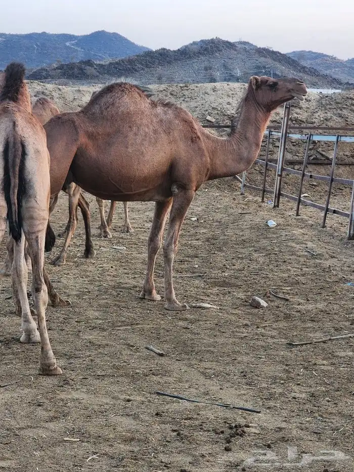 نياق حمر مشروطه للبيع 27