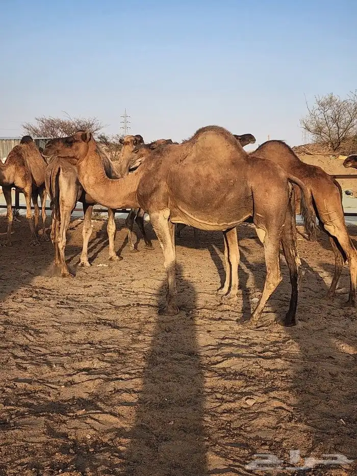 نياق حمر مشروطه للبيع 20