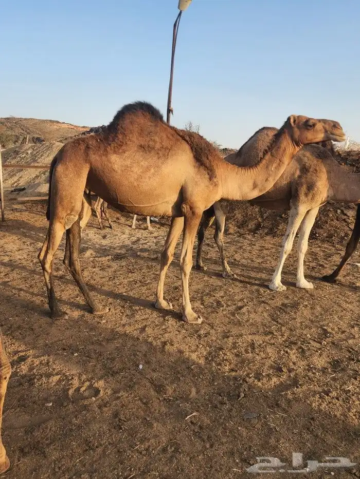 نياق حمر مشروطه للبيع 18