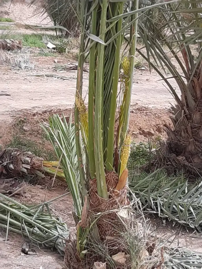 نخيل صقعي 3