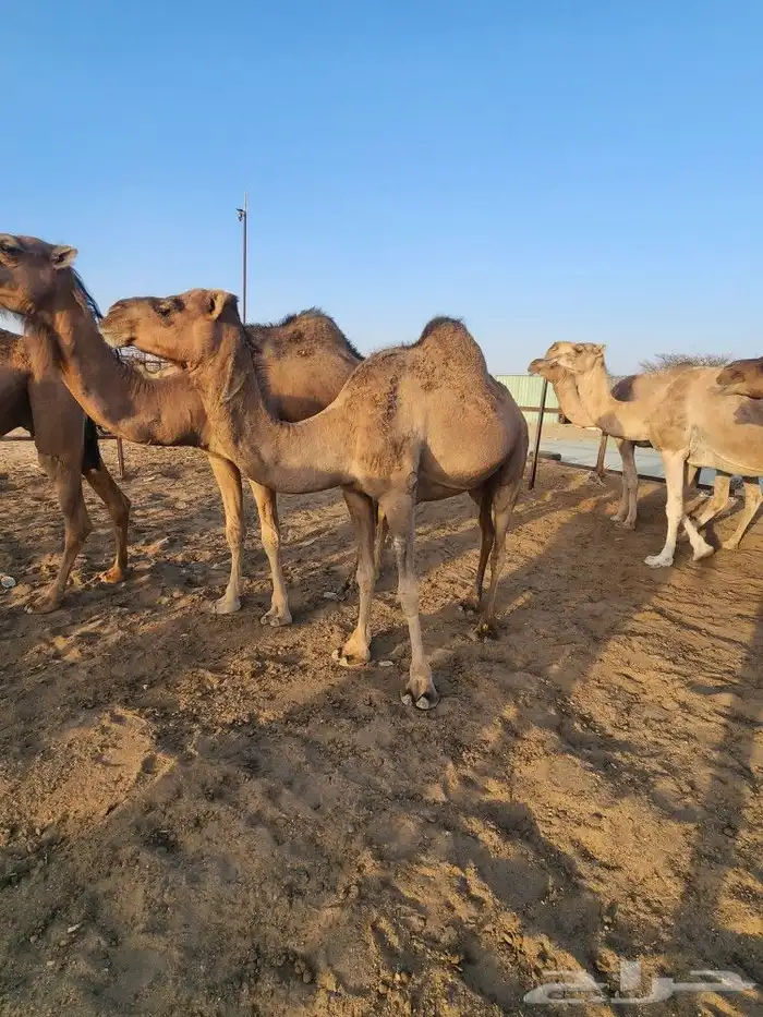 نياق حمر مشروطه للبيع 15