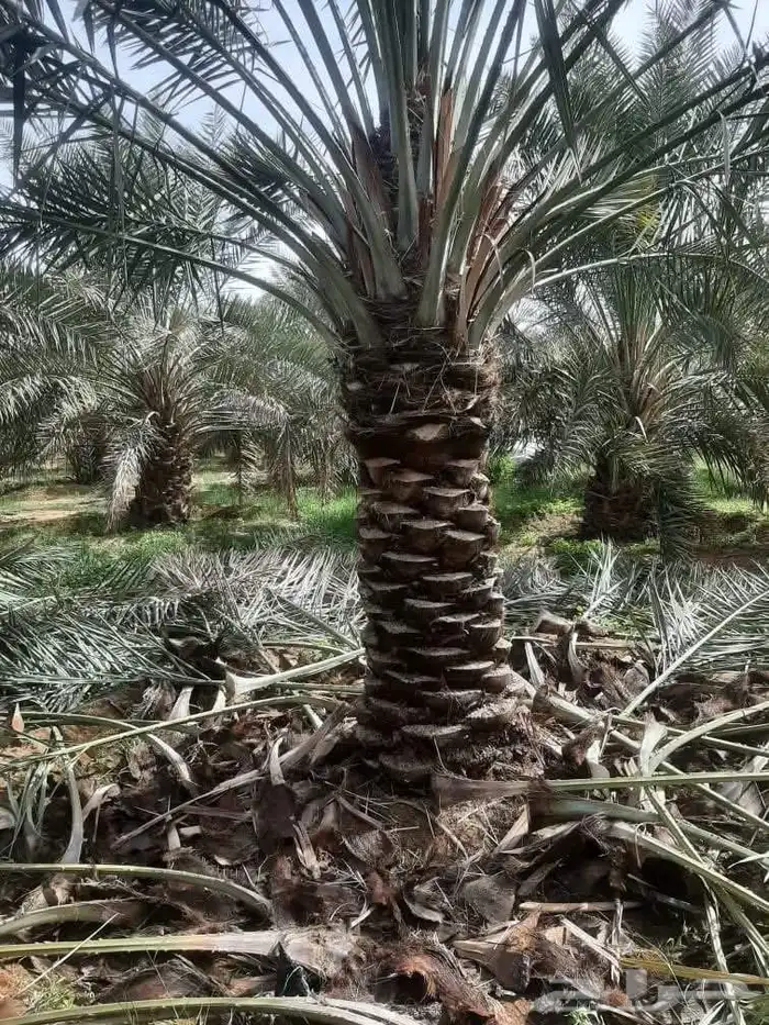 يتوفر عمال تكريب وتنضيف النخيل 0