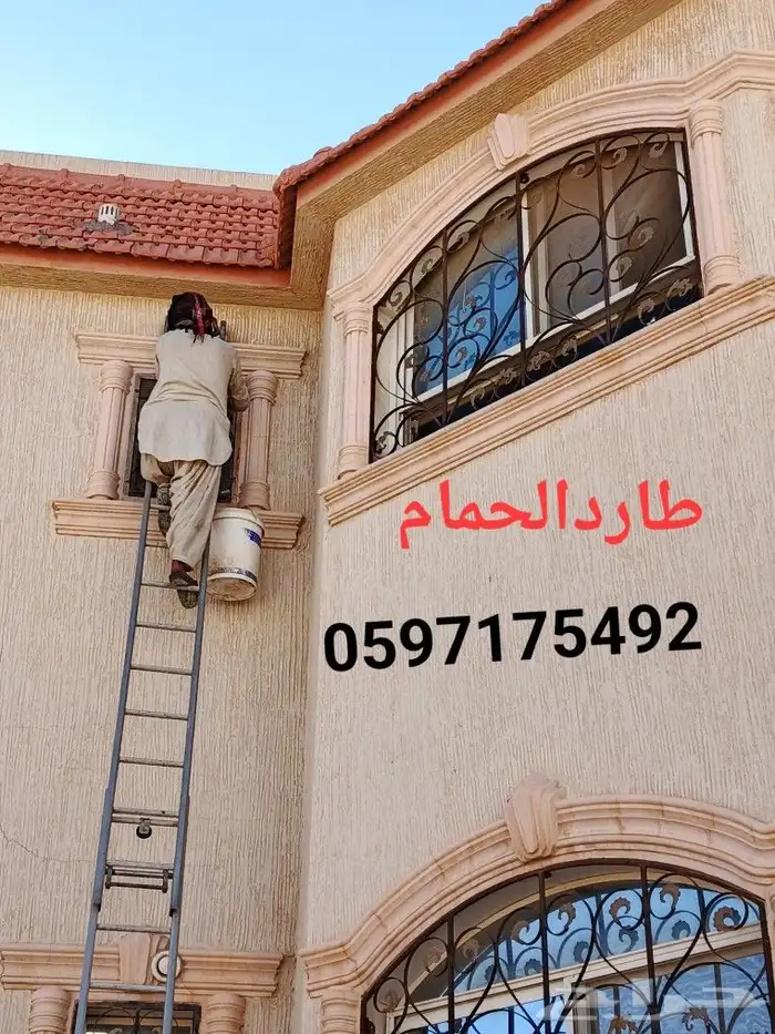 طاردالحمام طيور دريش 0