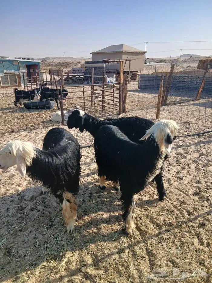جذعات نجد منوه القناي الموقع مليجه 1