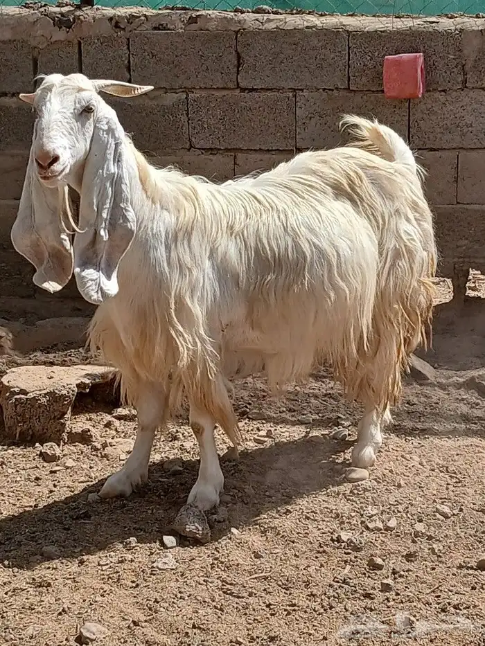 عنزتين دفع مقني ع ولده 1