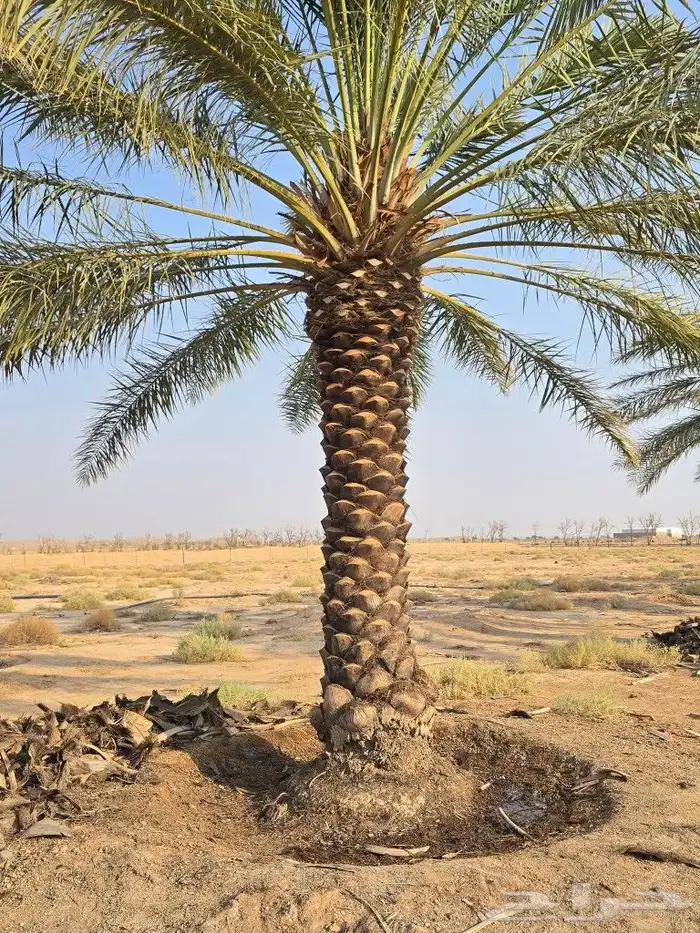 انخل للبيع جميع  النواع وجميع المقسات المختلفه دمام الجبيل 2