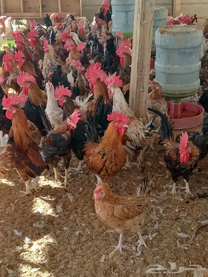 نعرض لكم دجاج بلدي بياض وديوك 0