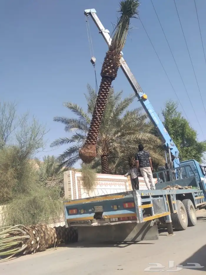 نخل عذبي 4