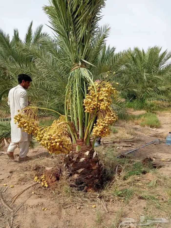 نخل مثمر للبيع نخيل برحي سلاطين غره صقعي هلالي سلج نبوت علي 0