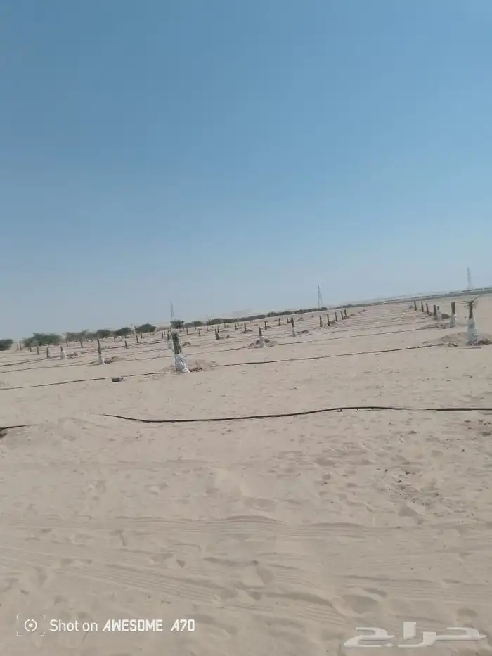 نخل للبيع جمع أنوعه متوفره لدينا 1