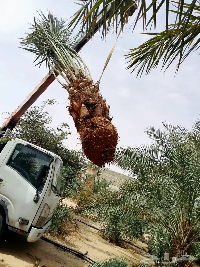 نخل مثمر للبيع مجدول خضري دخيني نخيل صقعي صفاوي عنبر شيشي غر 6