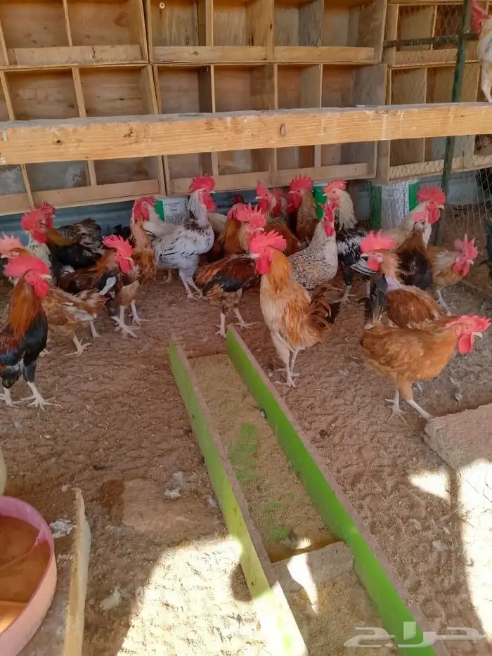 نعرض لكم دجاج بلدي بياض وديوك 2