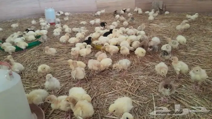 يوجد الرومي الصغير والكبير ديوك يوجد الصوص الفرنسي والبيض ال 1