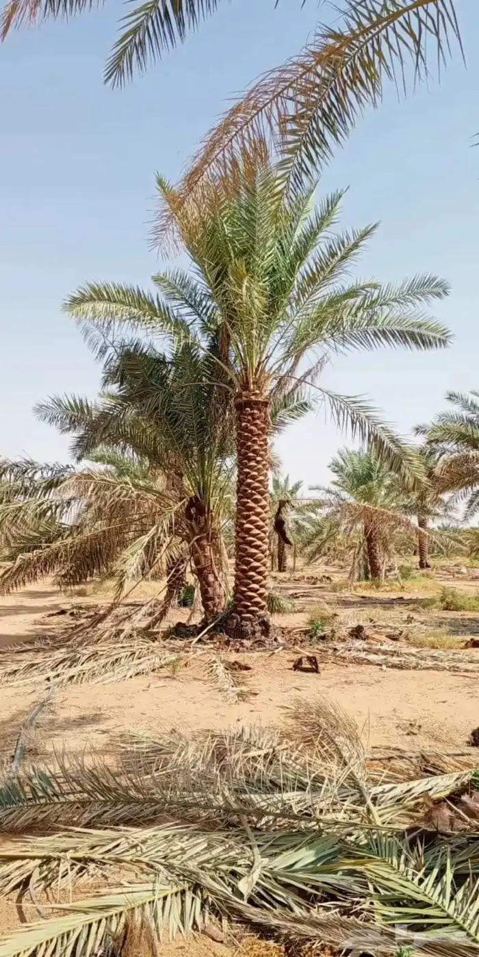 توريد نخيل عربي 9