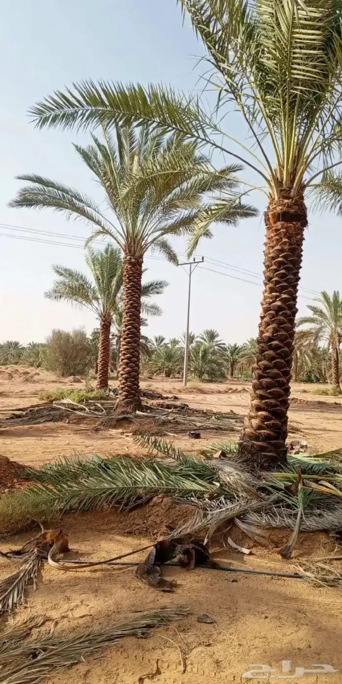 توريد نخيل عربي 8