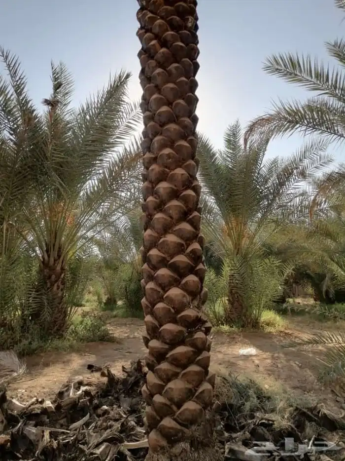 نقوم بتكريب النخيل وتنضيف وجراد وقلع وغرس وتحويض التواصل 1