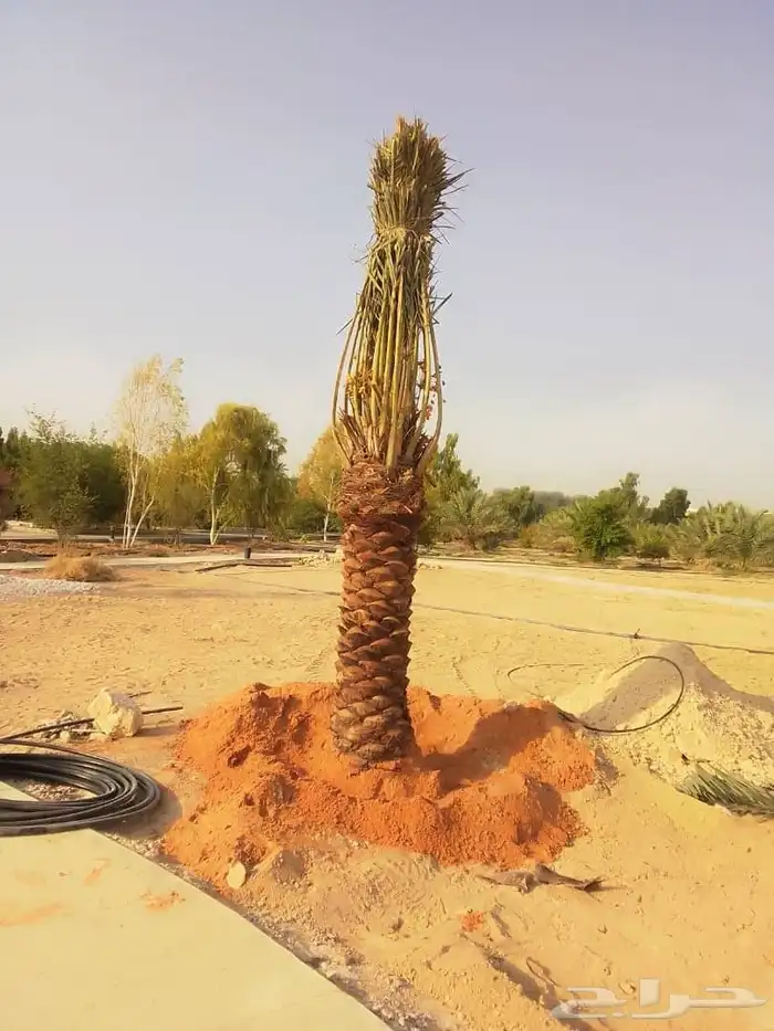 نخل القصيم نخلوطيب ومثمر على هذا الرقم 1