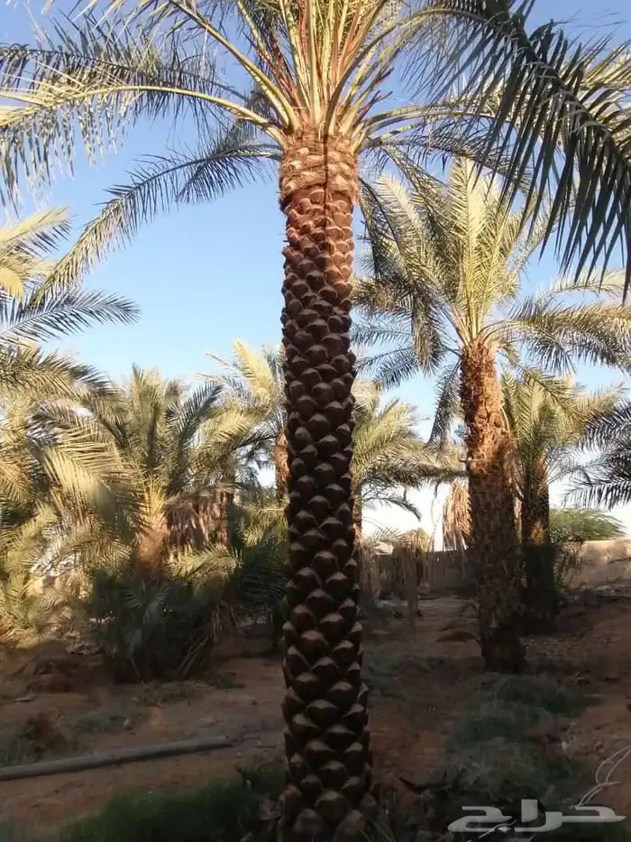 نقوم بتكريب النخيل وتنضيف وجراد وقلع وغرس وتحويض التواصل 2