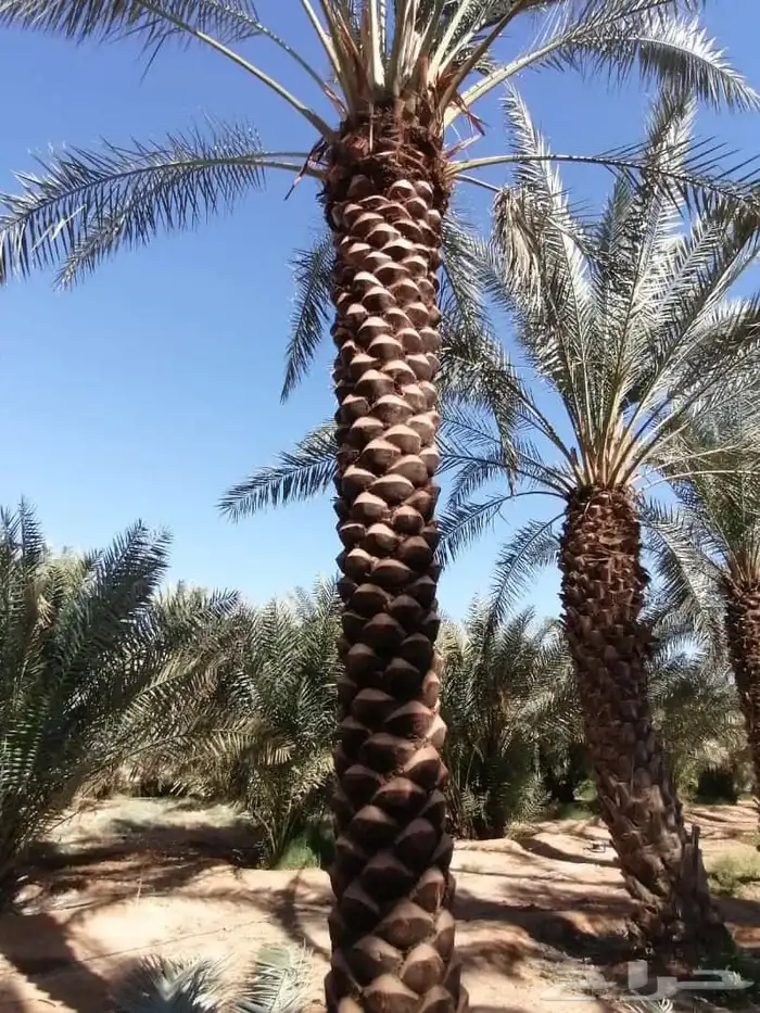 نقوم بتكريب النخيل وتنضيف وجراد وقلع وغرس وتحويض التواصل 0