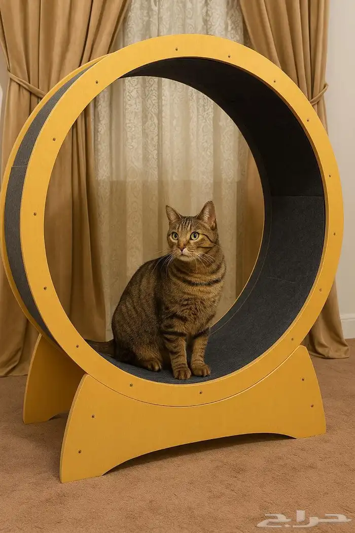 عجلة سير قطط 1