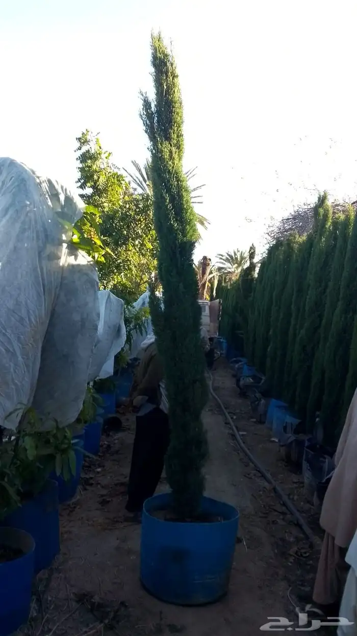 سروا إيطالي واشجار الترمناليا 7