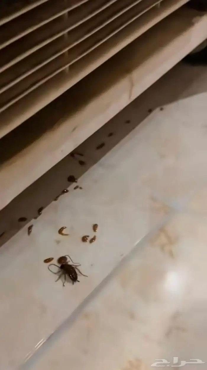 مكافحه حشرات بالدمام والخبر 2