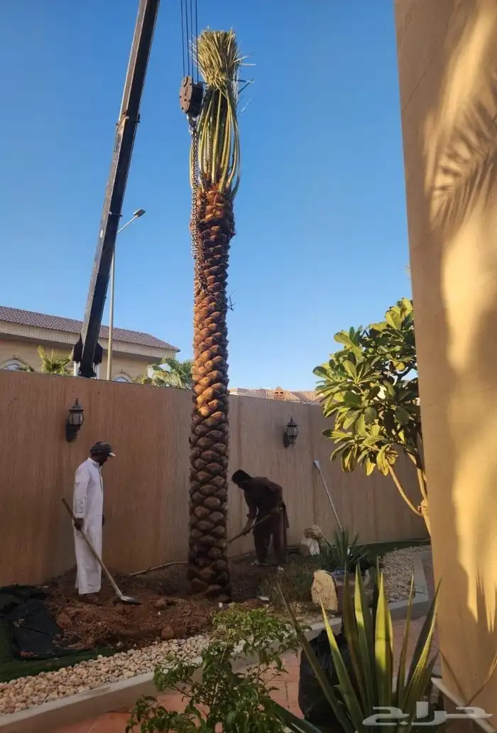 توريد نخيل عربي 1