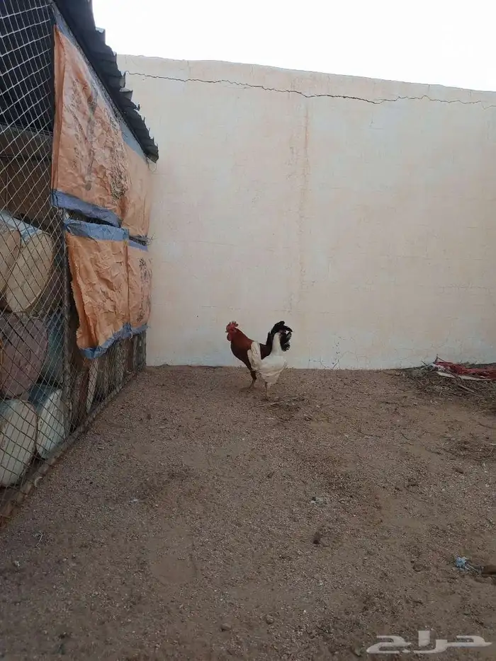 ديك ودجاجه بلدي 0