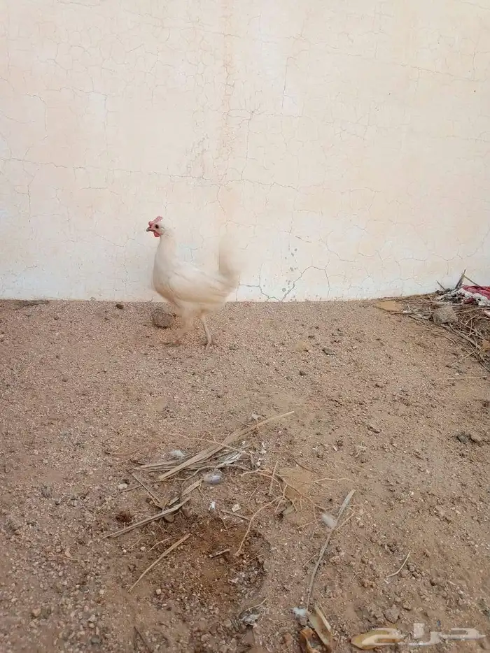 ديك ودجاجه بلدي 1