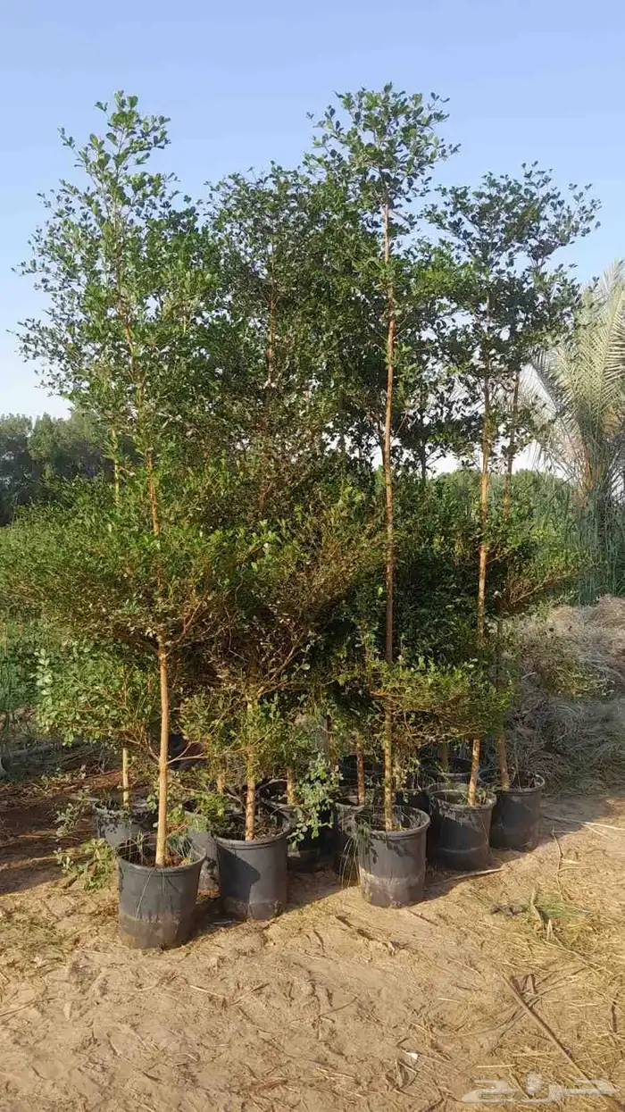 بيع اشجار 2