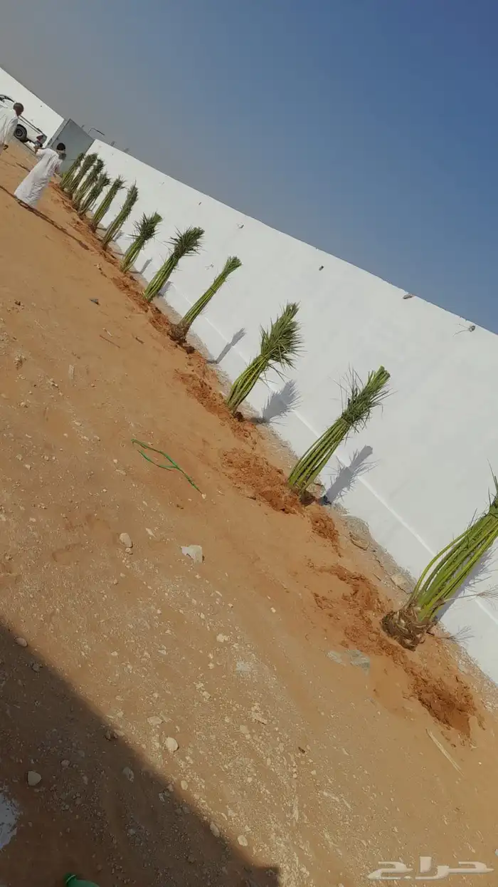 نخل القصيم نخلوطيب ومثمر على هذا الرقم 8