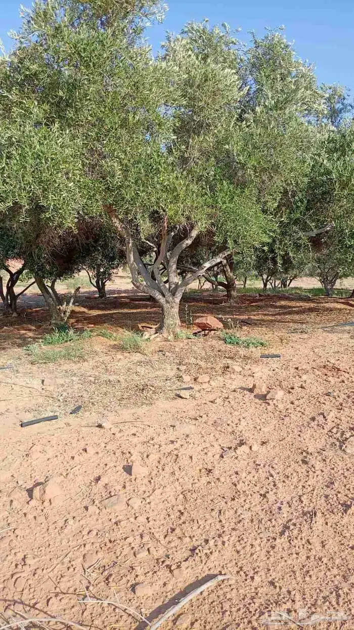 شجر زيتون متفرع 0