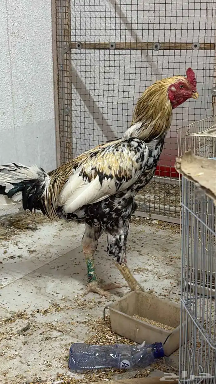 دجاج وحمام زينة الرياض وتوصيل مجاني لجميع انحاء المملكة 0