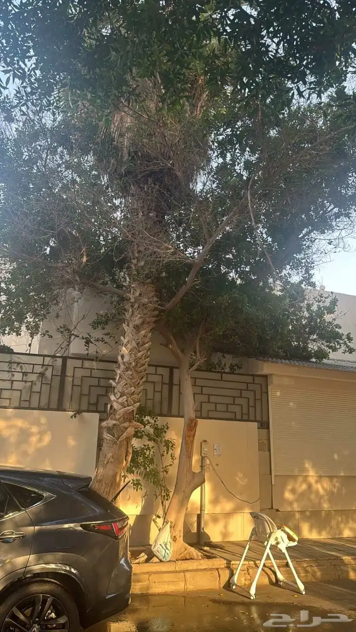 معلم قص نخل وشجر 3