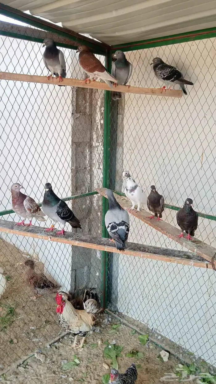 حمام زاجل وقلابي عرض الحبه 15 0