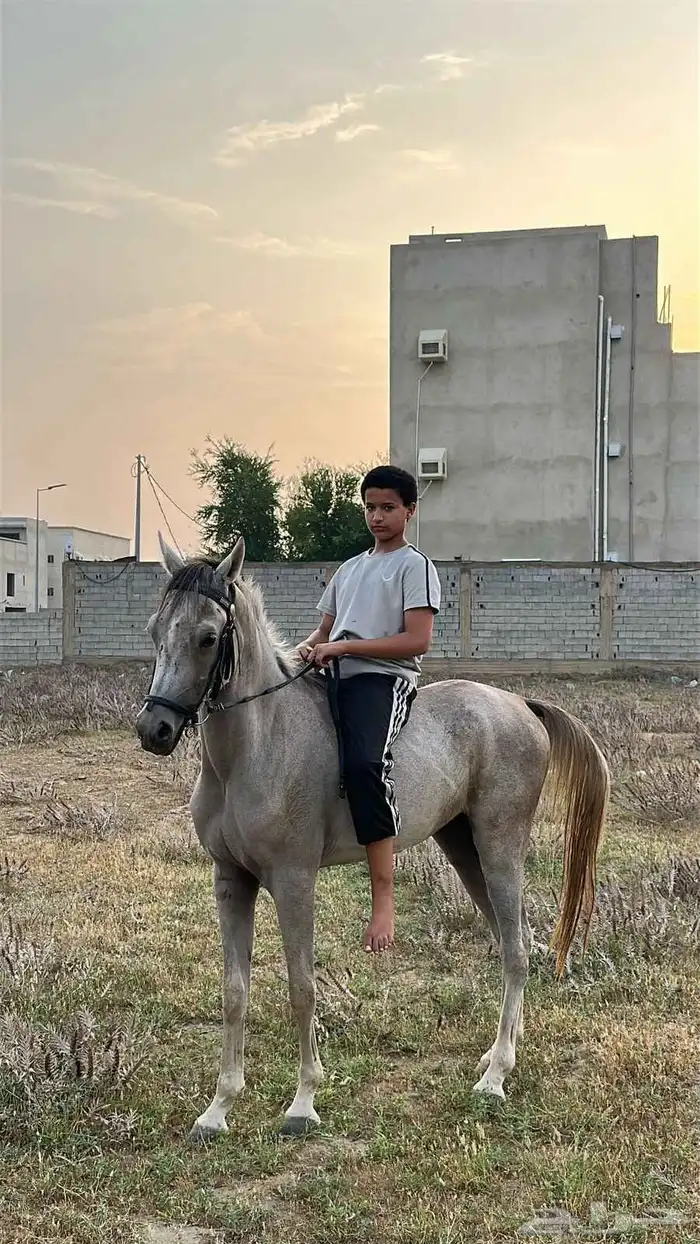 حصان شعبي للبيع 5