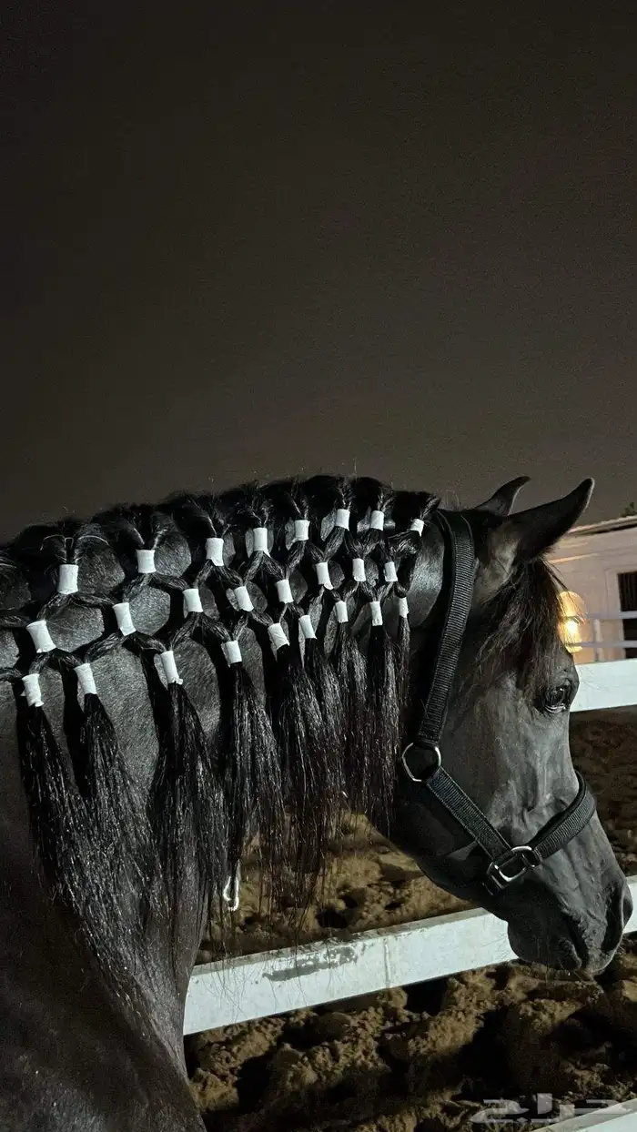 اسطبل مربط الحاتم 6