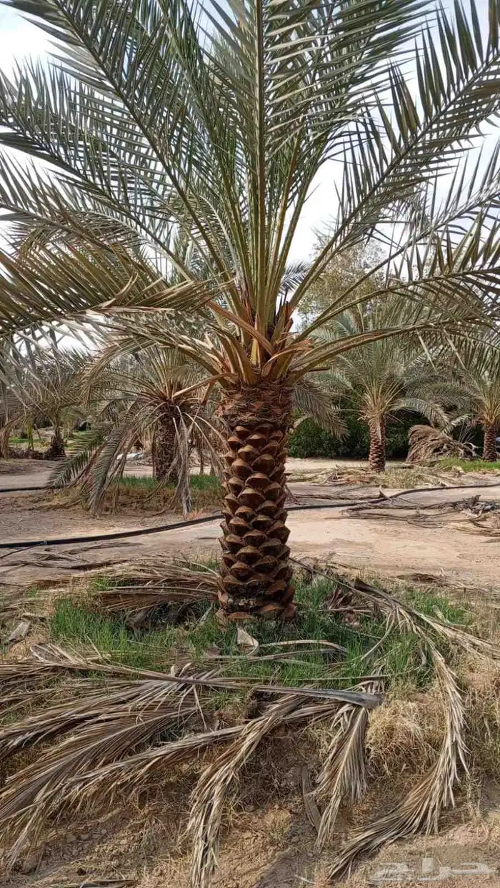 توريد نخيل عربي 7