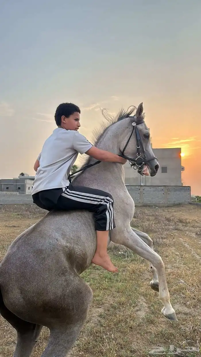 حصان شعبي للبيع 6